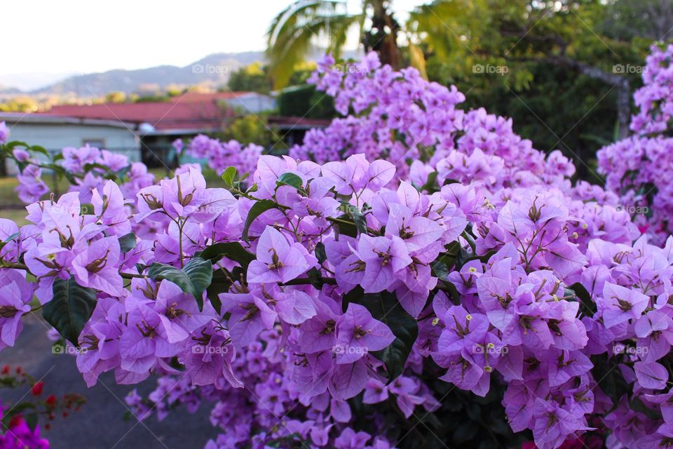 Purple Bougainvillea bush in bloom in natural environment.  Tropical beautiful flowers