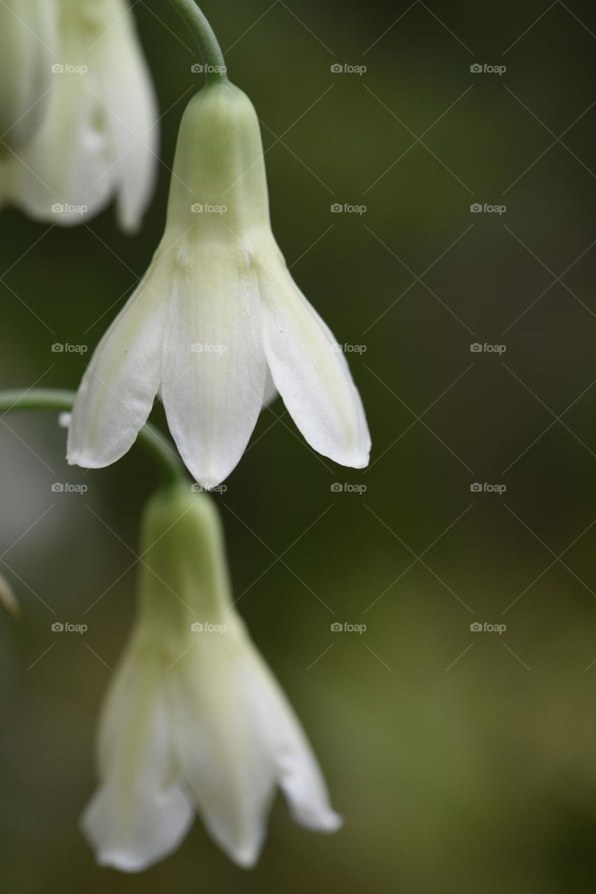 White bell shaped flowers.