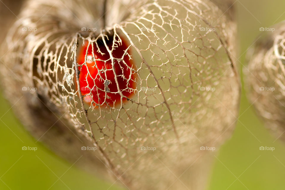 Dried physalis. Dried physalis lantern close up