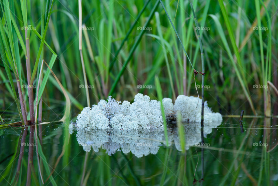 Large patch of lichen floating in the lake water among water plants in July evening in Finland.