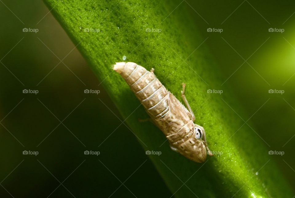 Strange insect on an orange tree branch.