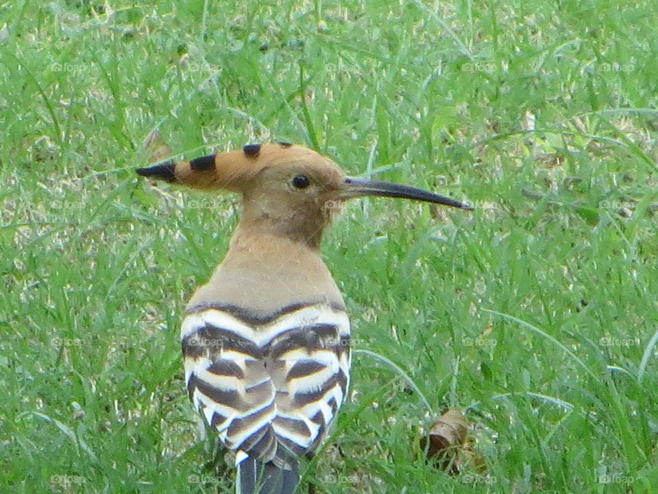 Hoopoe