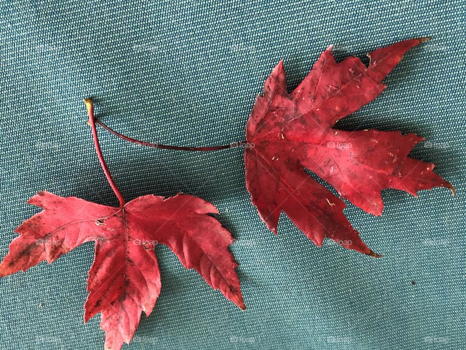 Leaves on an outdoor chair