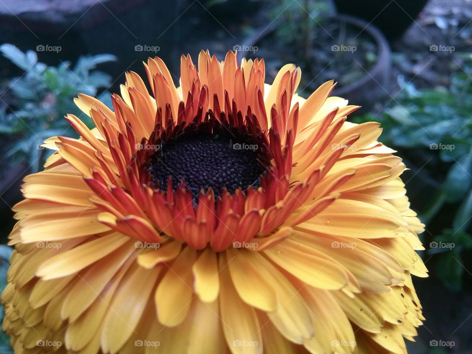 flower 2017/09/27 
028 
#আমার_চোখে #আমার_গ্রাম #nature #flower #eukaryota #plantae #angiosperms #eudicots