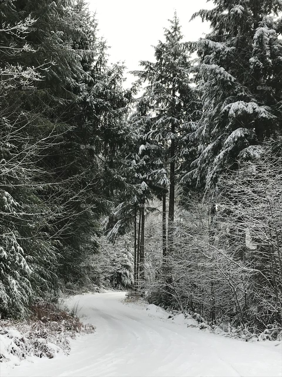 Snow in the forest