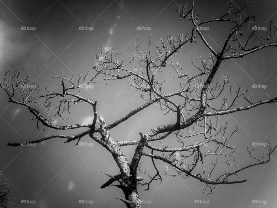 monochromatic branches