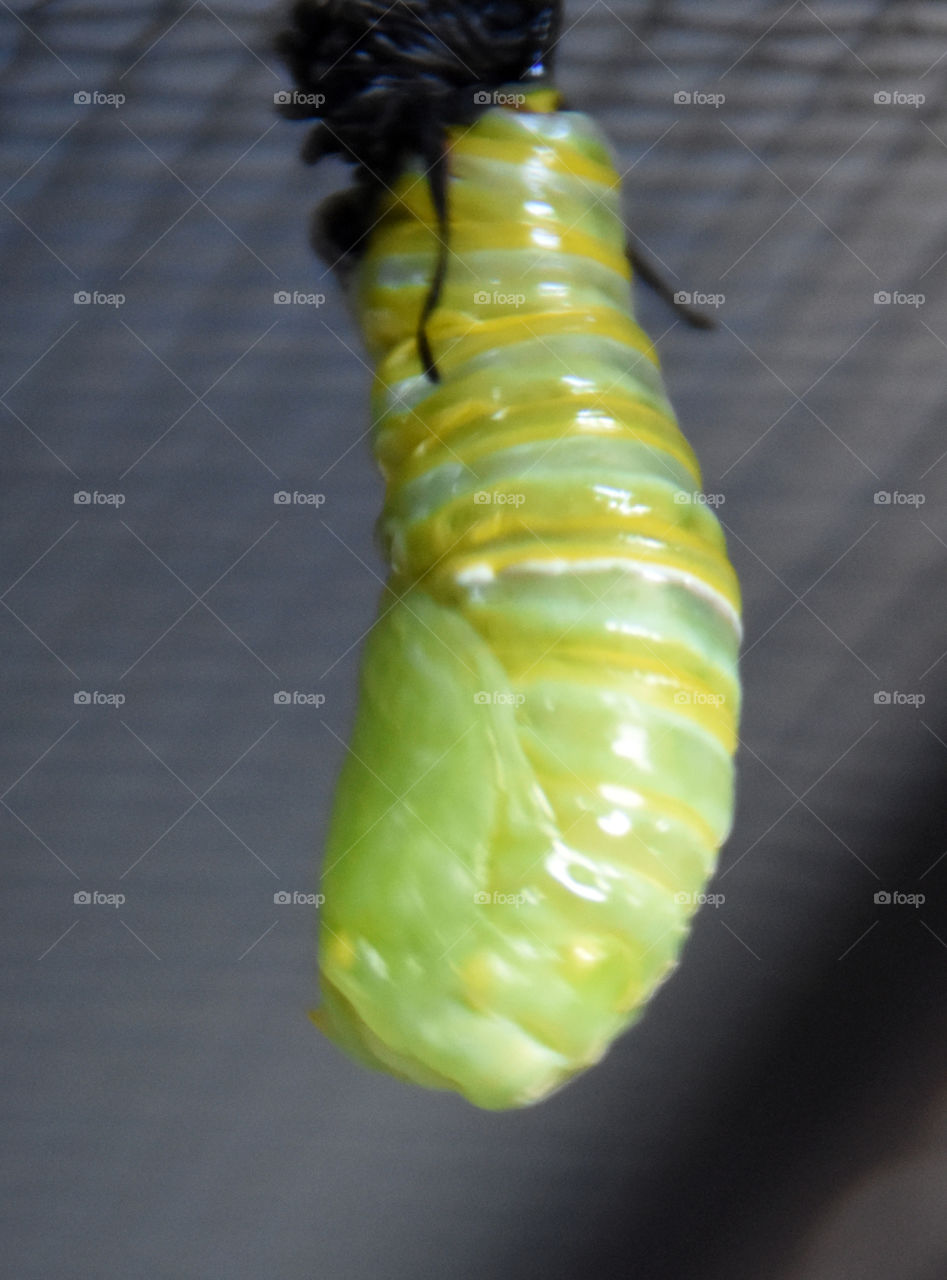 Chrysalis of monarch butterfly forming 