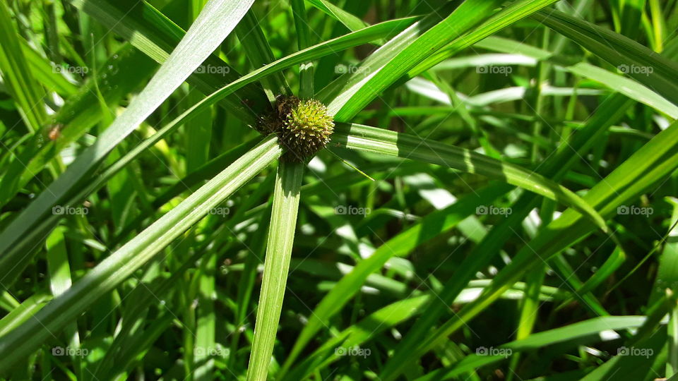 sunlight  and green