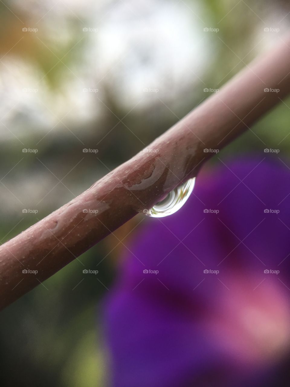 Rain drop and Morning Glory