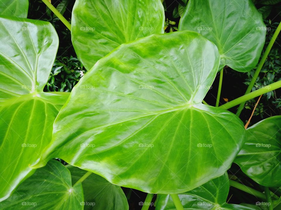 Big green leaves in thailand