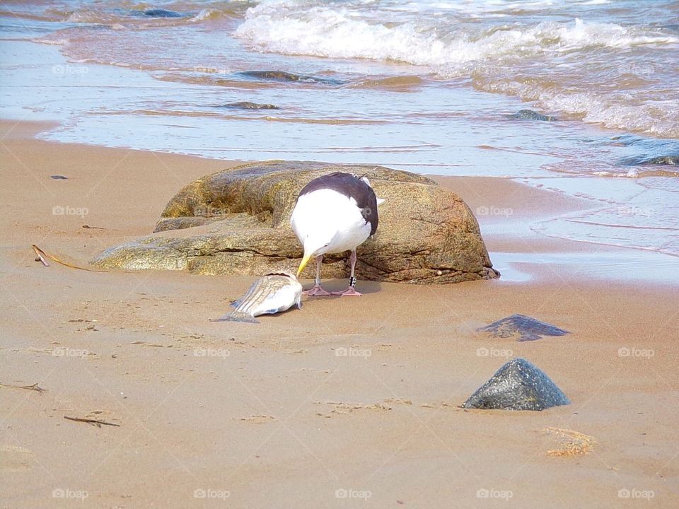 Seagull eating a fresh fish with the tide coming in 