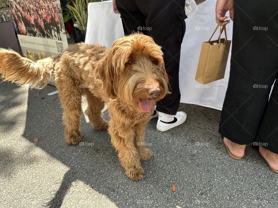 Smiley takes a stroll - They aren’t always the easiest subjects to photograph. No matter how many times you ask them to look at the camera, in the end, they’re going to do whatever they want to do.