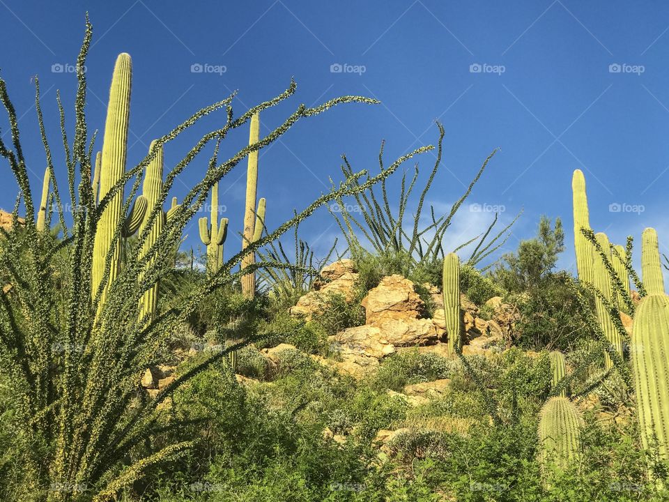 Nature - Cactus Landscape 