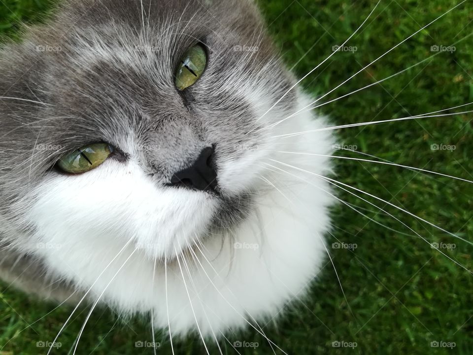 Kitten looks into the camera