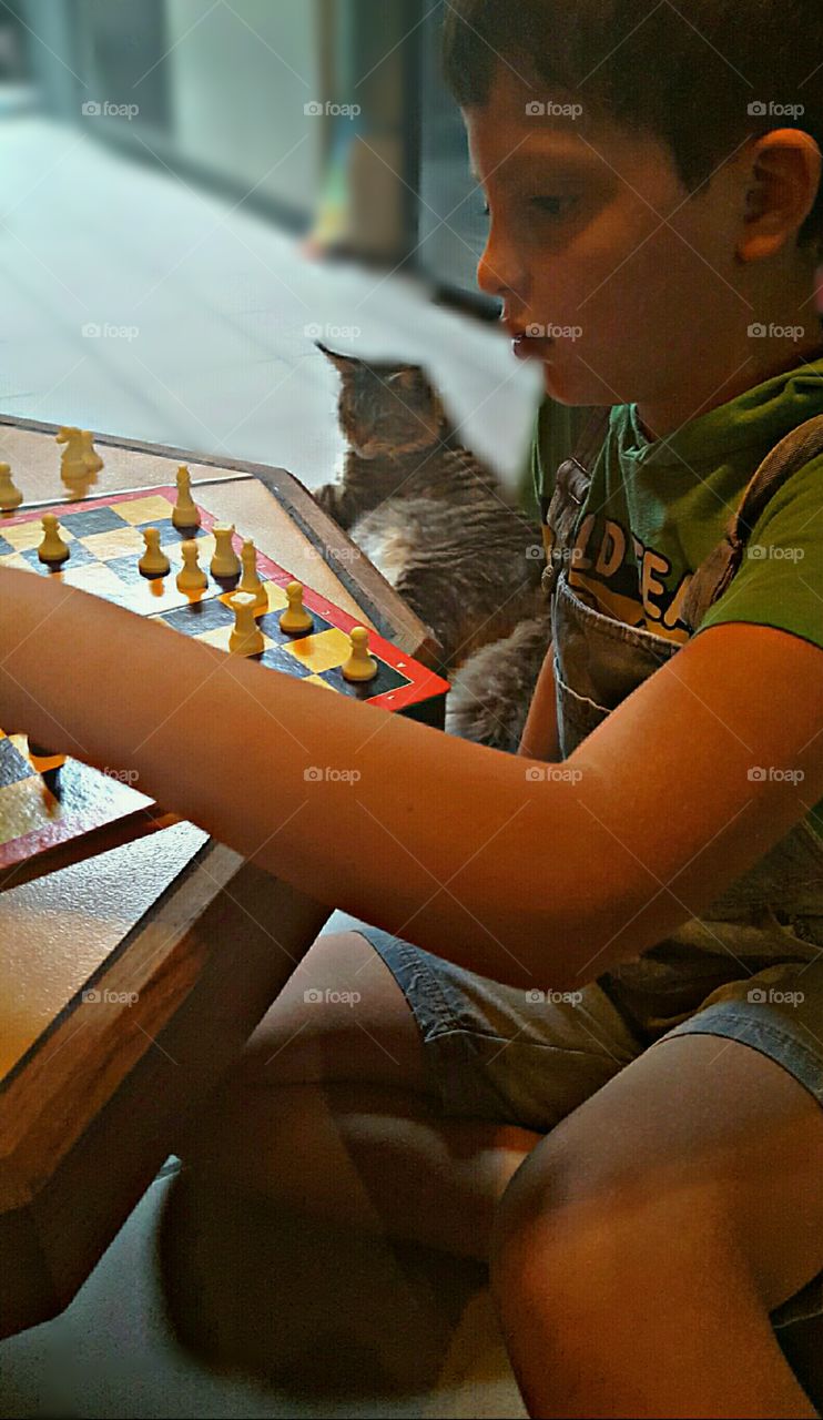 My smart child is playing chess while my Maine Coon is watching