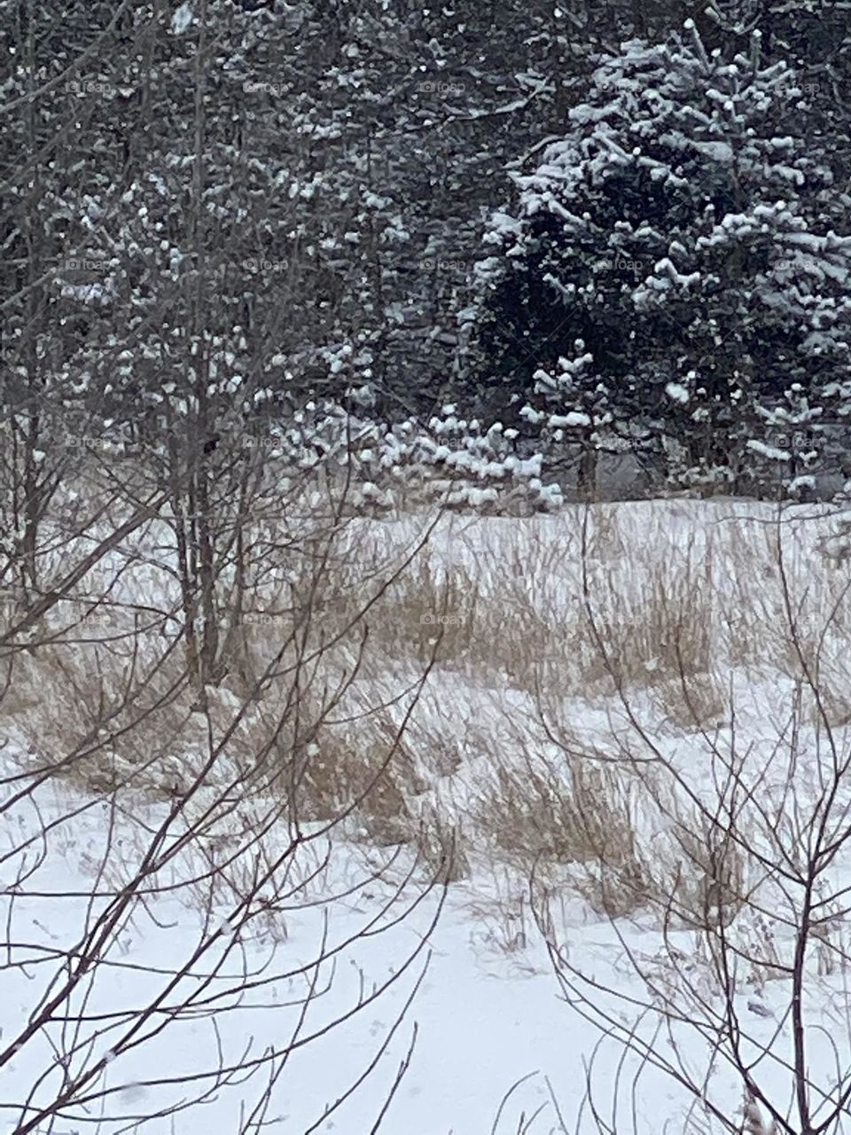 Outdoor Winter Scene