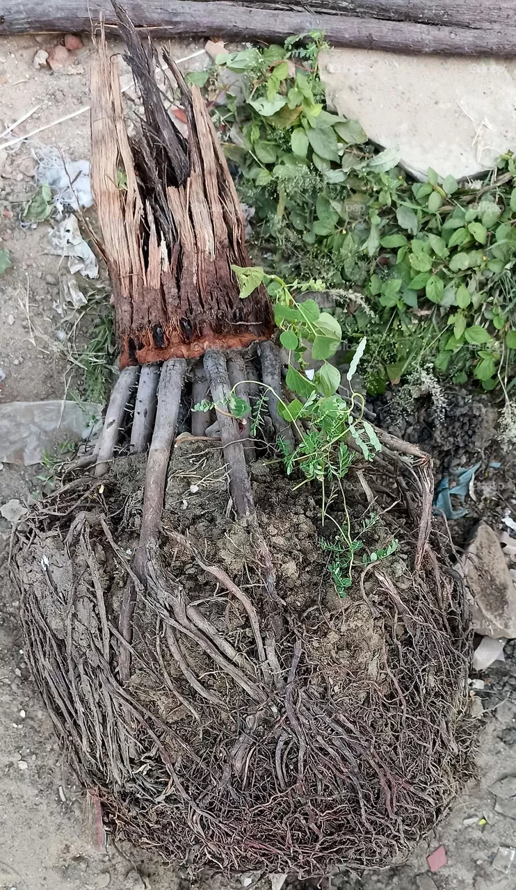 Roots