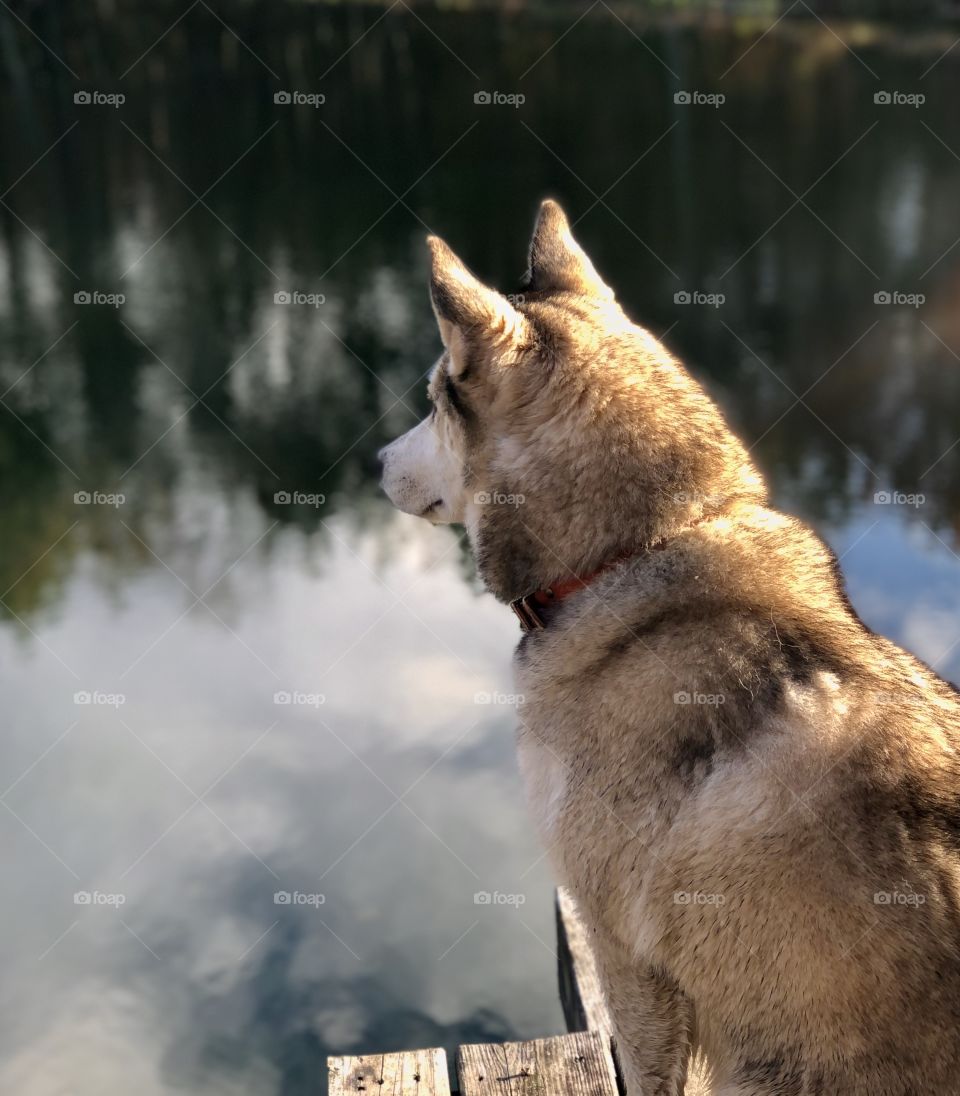 Closeup of sweet husky looking over pond 