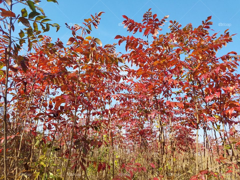 Autumn brings beautiful colors to the trees