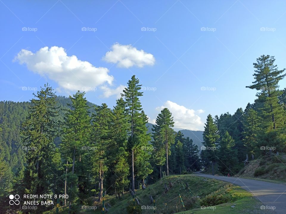 Blue Skys amid lush green scenery on high altitude Peaks in Woods near world famous natural Waterfall (called Aharbhal) in Shopian town in Valley Kashmir (J&K). 
Nature's at its Best...