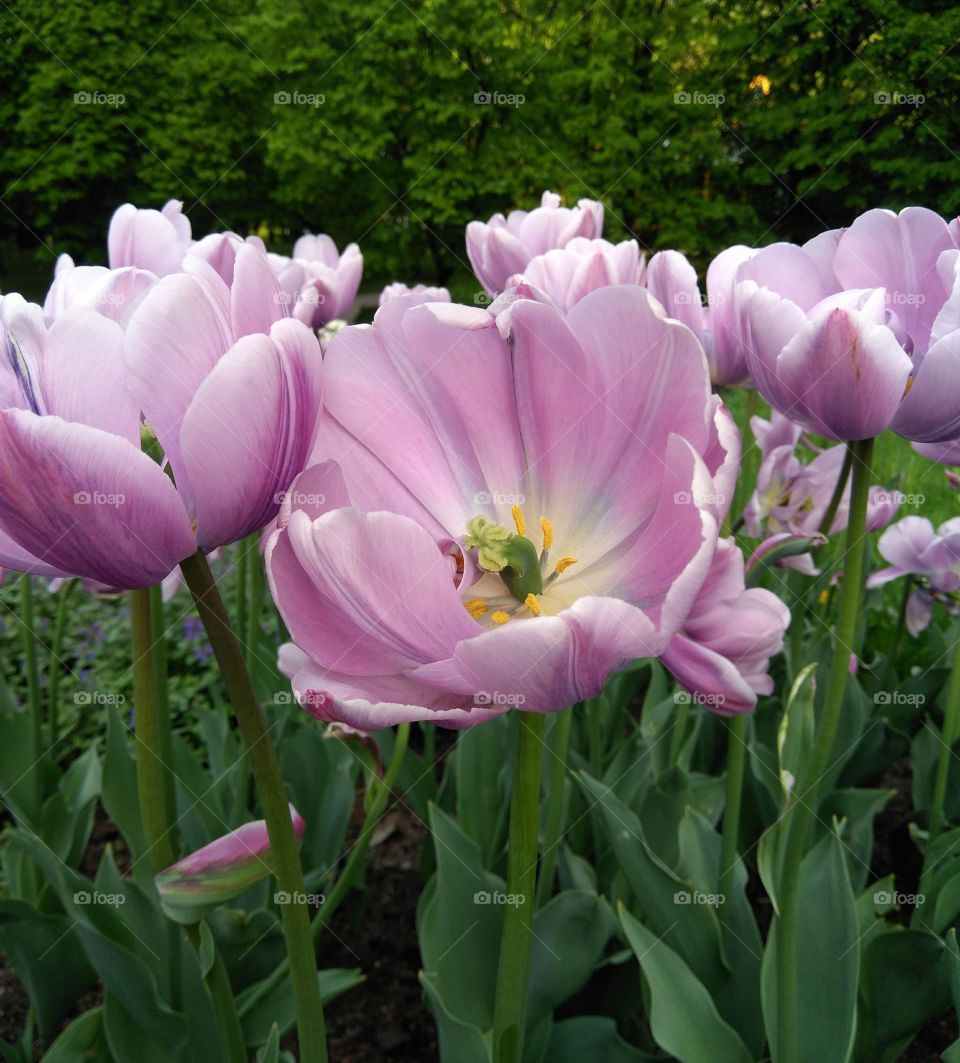 tulips flowers in the flowerbeds  spring time