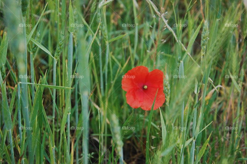 •solitary poppy•