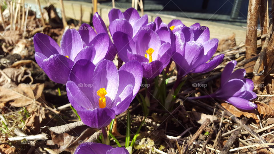Crocus
