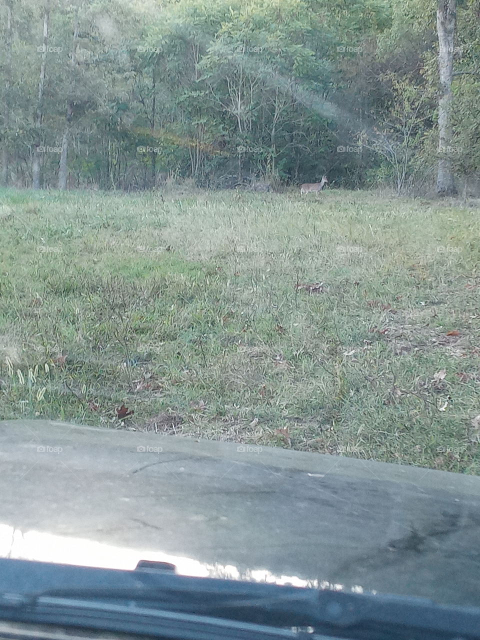 we're on a friend's land watching for deer. this is the only one we've seen so far.