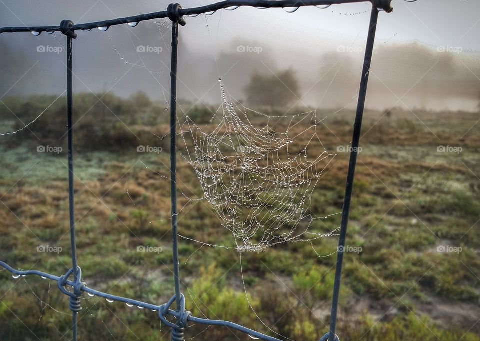 Dew on a spiderweb and fence beginning of fall autumn
