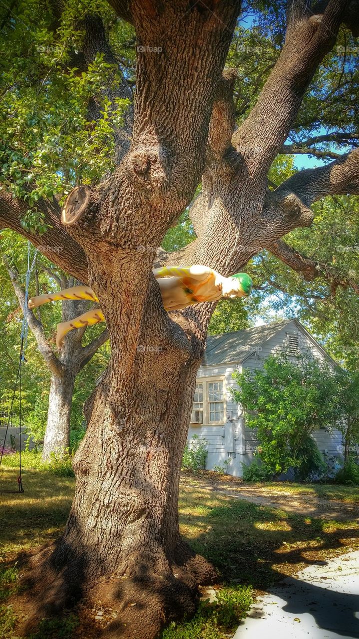 mannequin  in tree