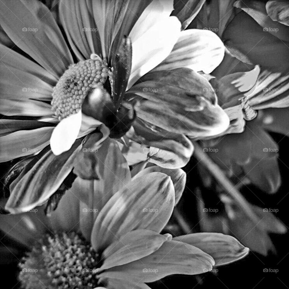 Flower, Monochrome, Black And White, Nature, Flora