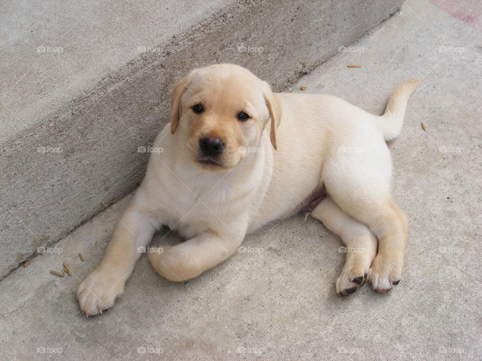This is a yellow Labrador retriever puppy smiling happily.