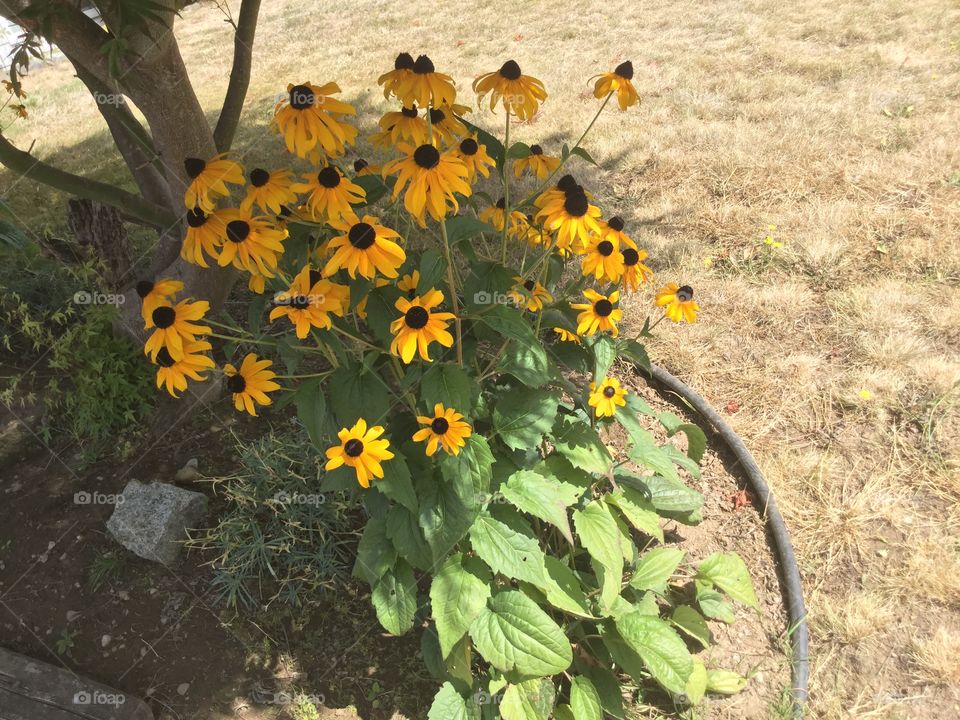 Sunflowers in a garden 