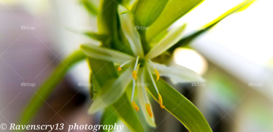 Spider Flower