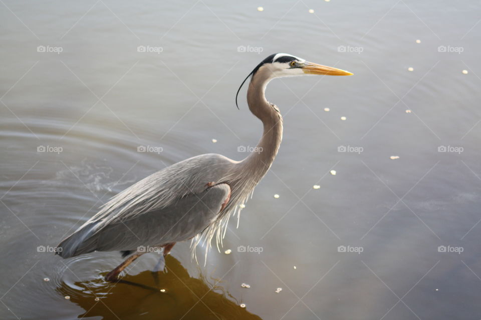 Heron