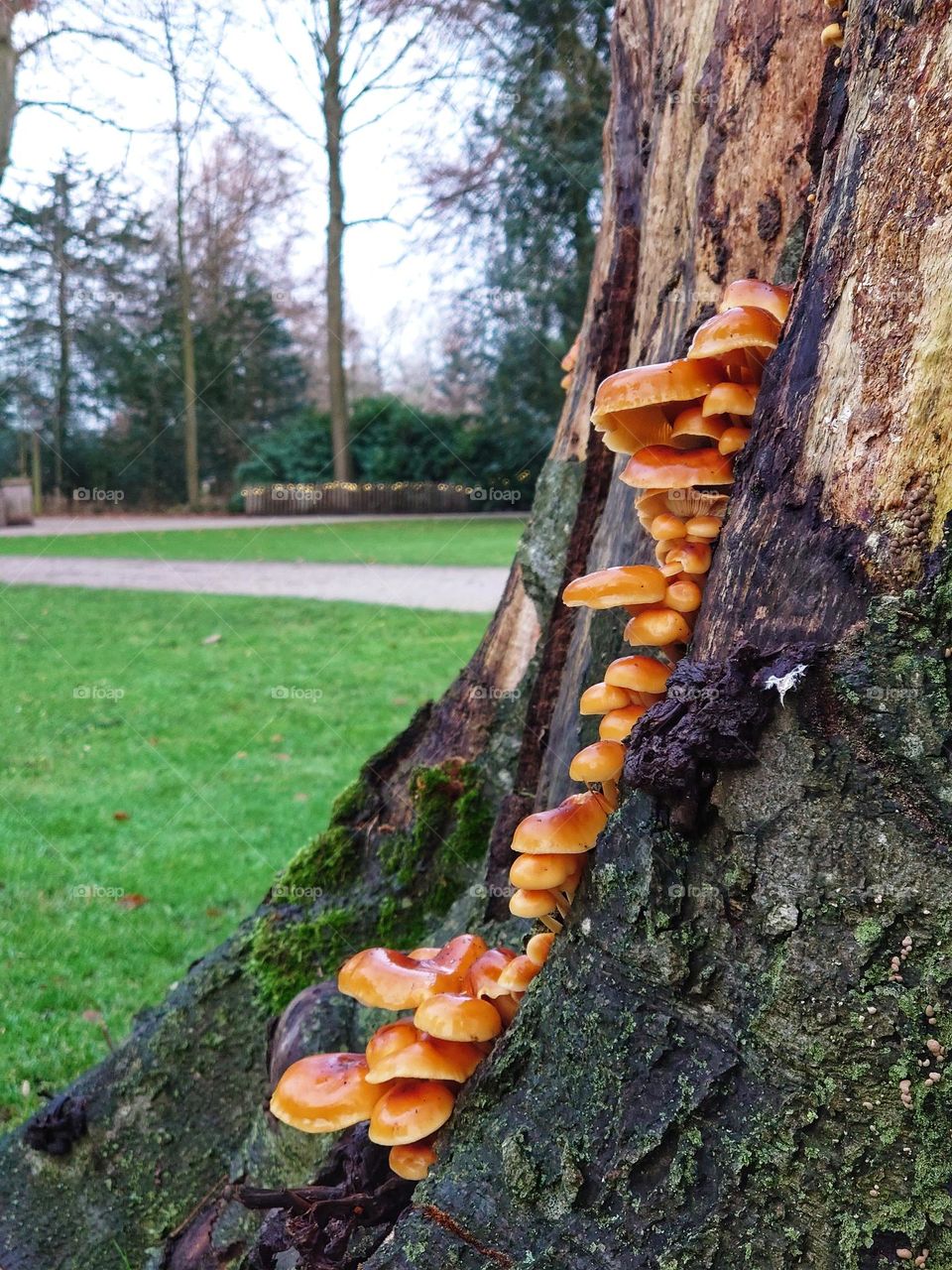 Fungi on tree