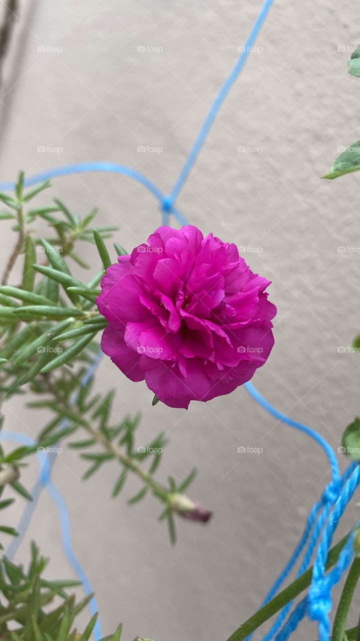 Pink flowers moss rose 