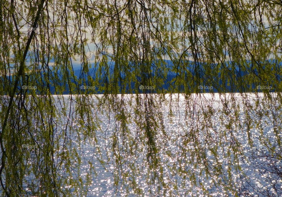 Lakeview through the vines