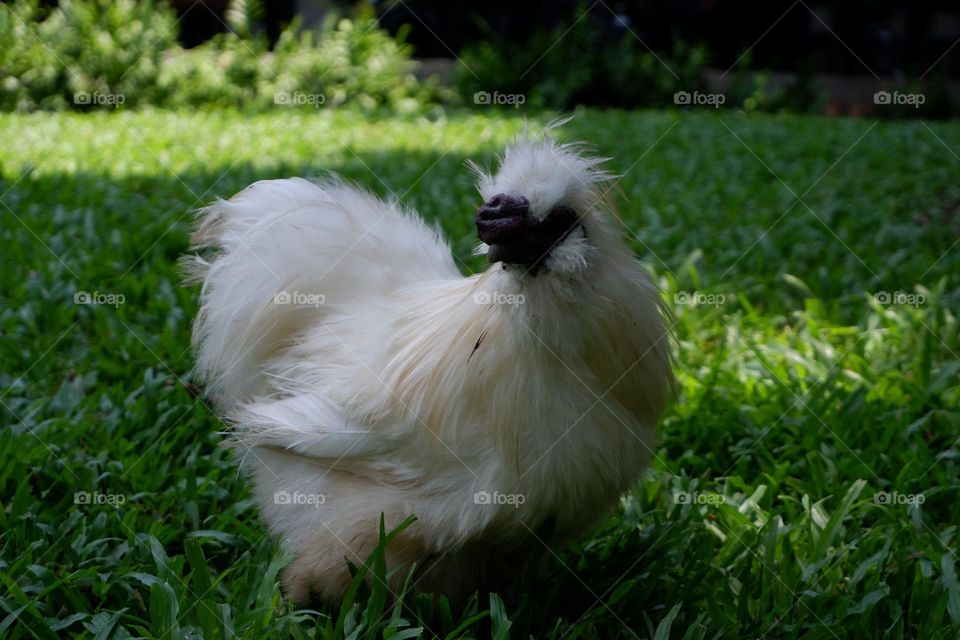 A fluffy white rooster with a black mouth is walking on the lawn.