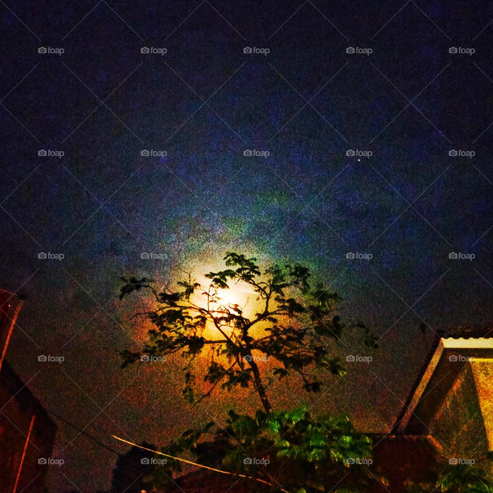 The moon behind the tree looks beautifu