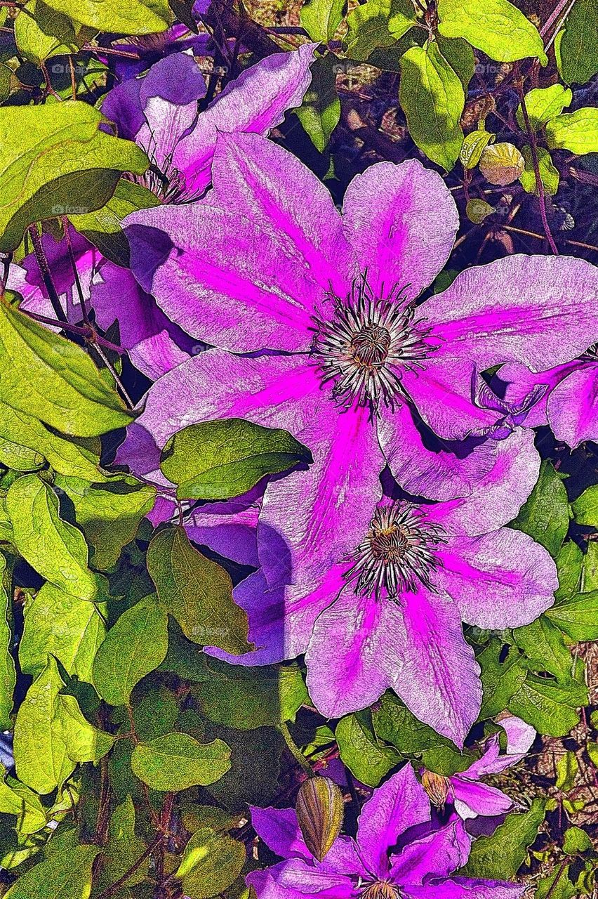 Clematis 