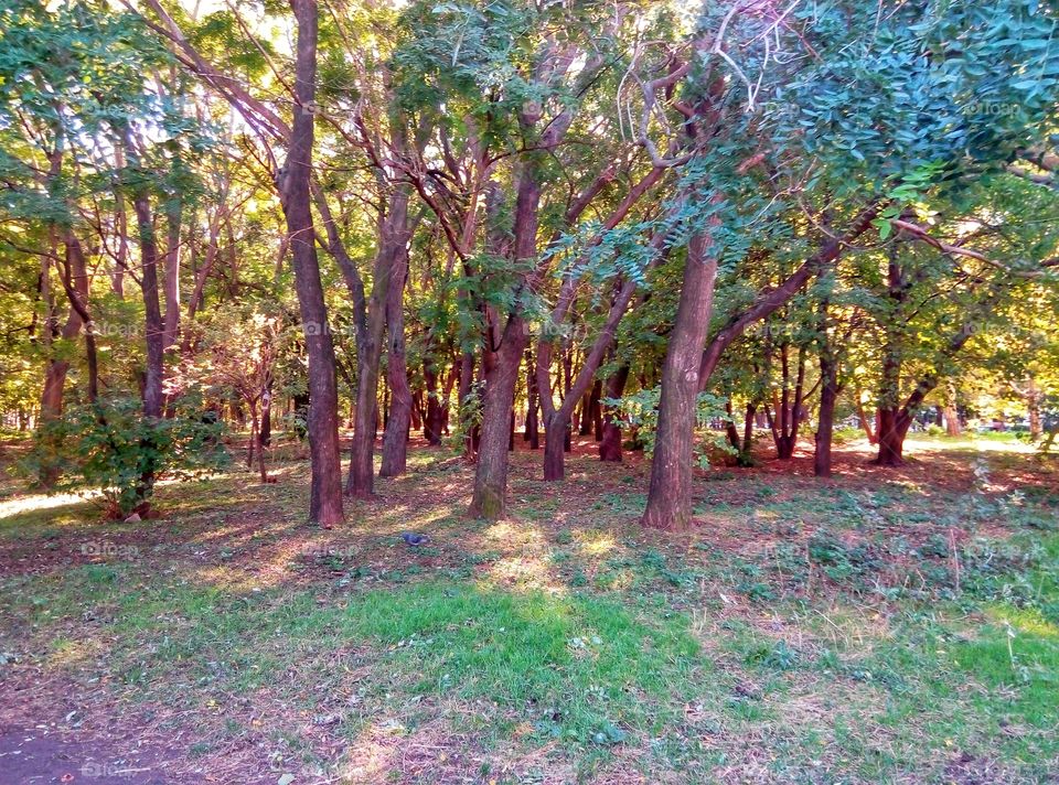 park trees autumn парк деревья осень