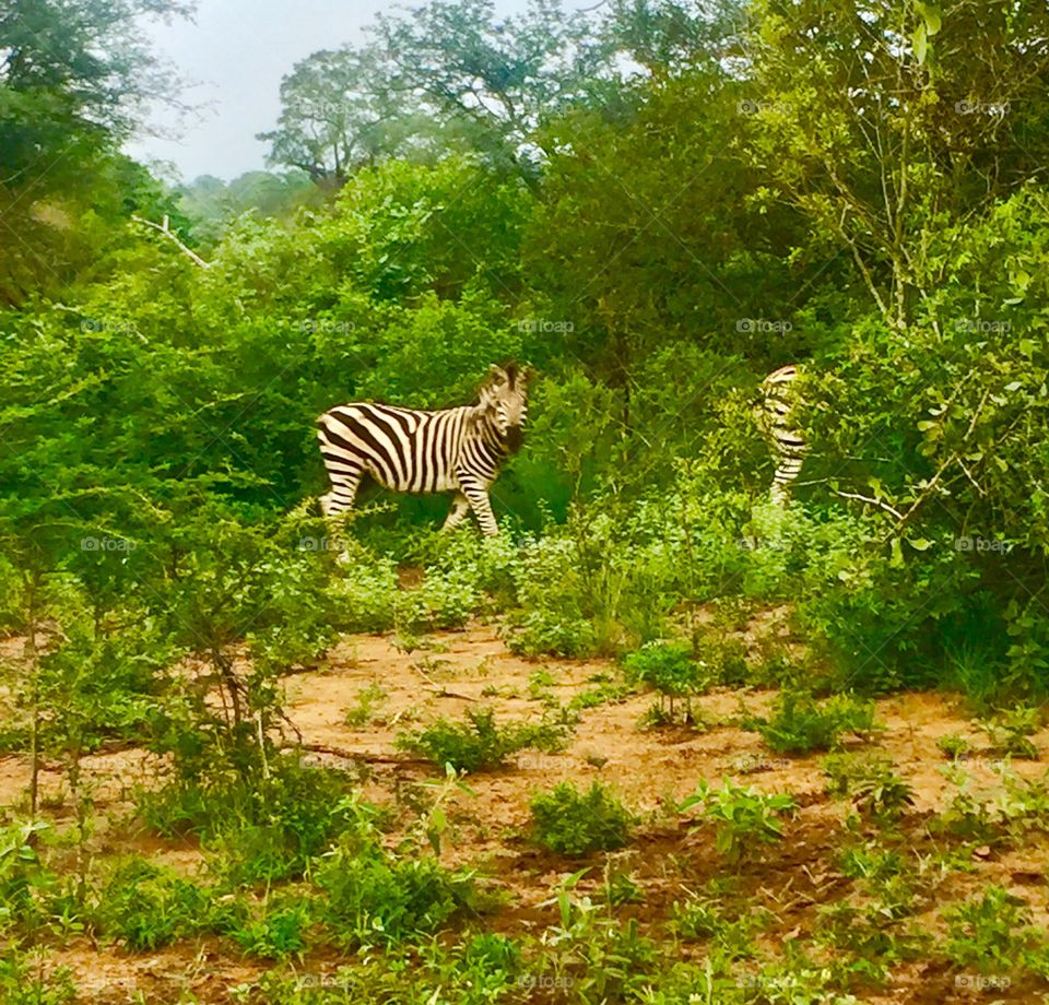 Zebra no Krüger park 