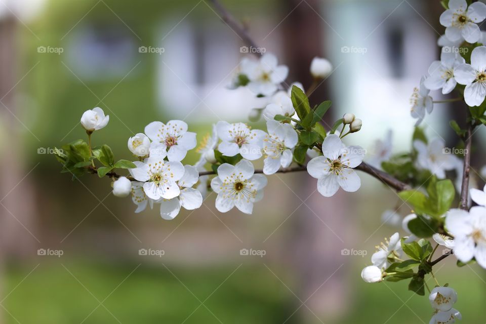 Twig of blossoming cherry plum tree