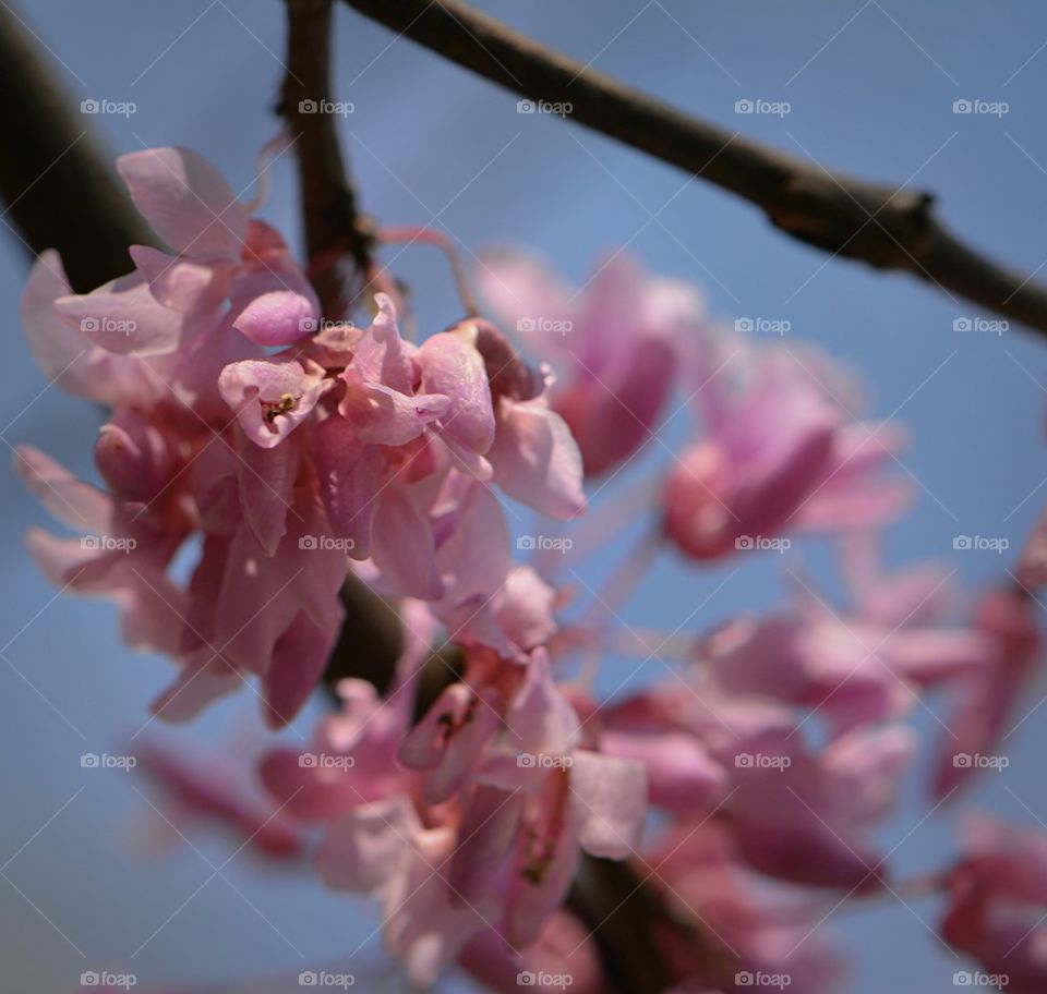 redbud tree bloom