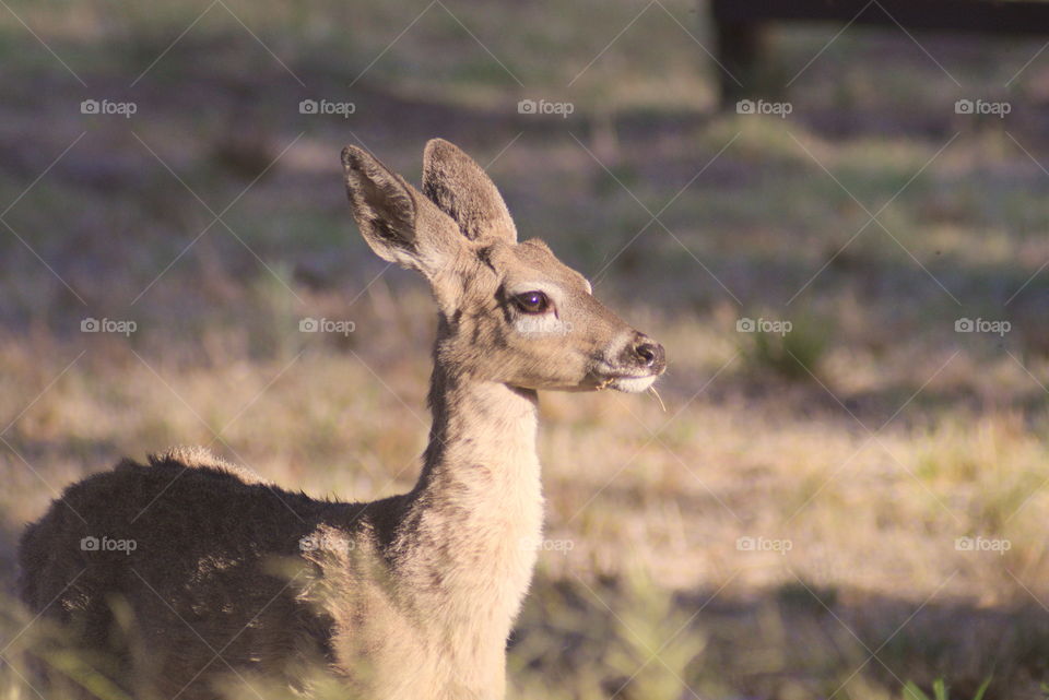 deer bambi doe mammal wildlife no person