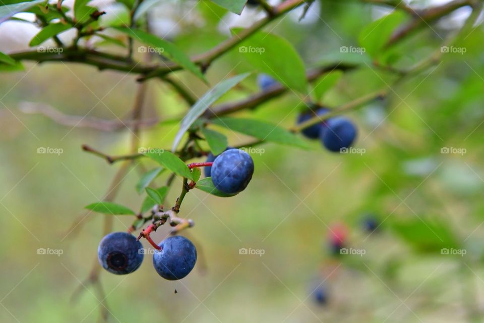 Blueberry bush