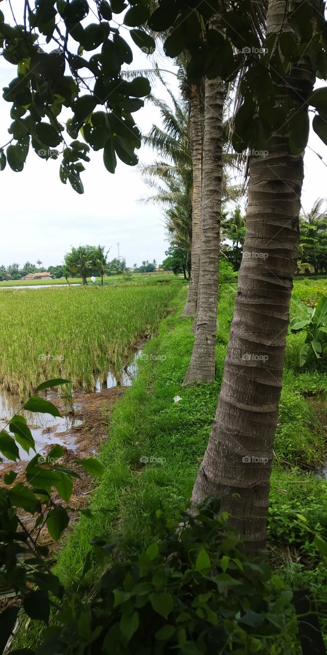 coconut trees that grow in the middle of rice fields