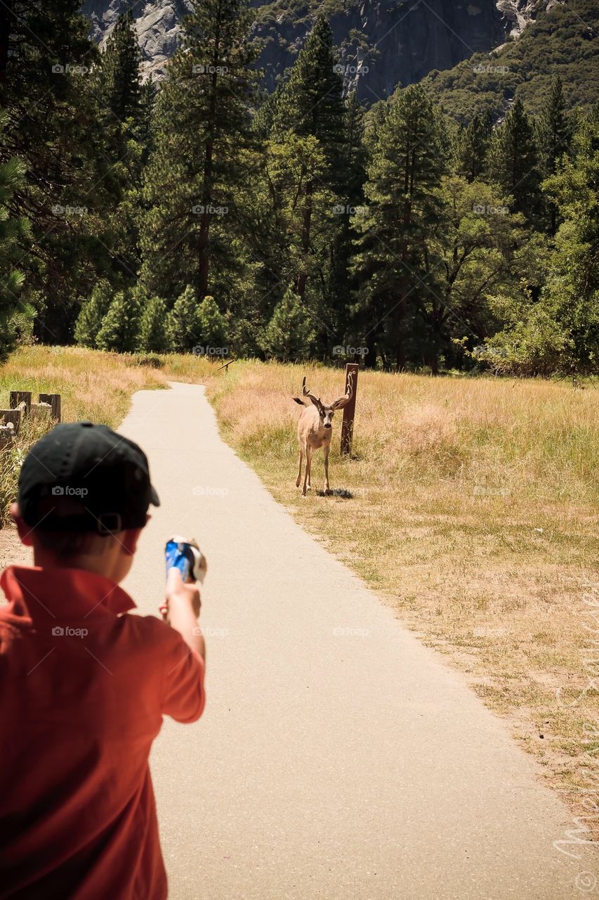 Feeding the Deer