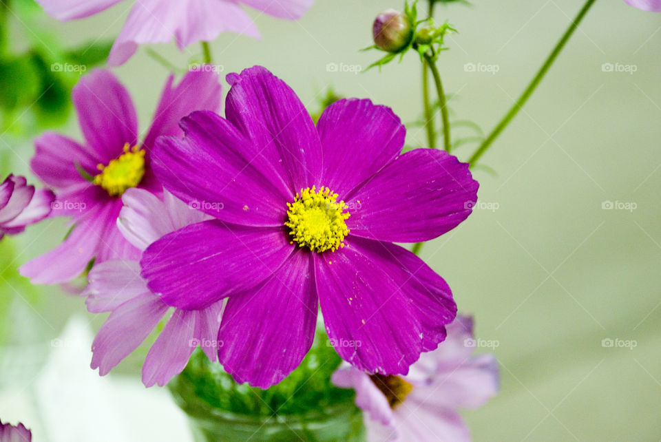 Flower Closeups